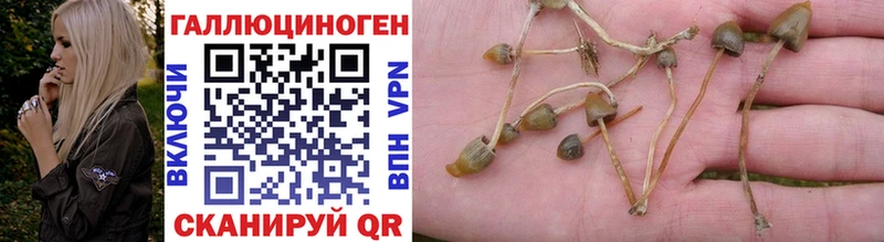 Псилоцибиновые грибы Psilocybine cubensis  Ленинск-Кузнецкий 